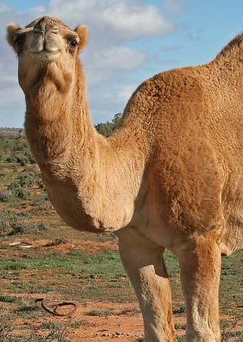 Walter the Camel
