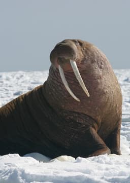 Walter the Walrus