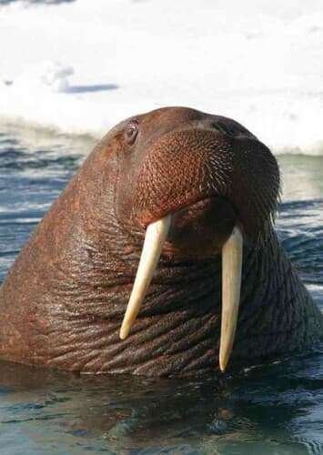Walter the Walrus