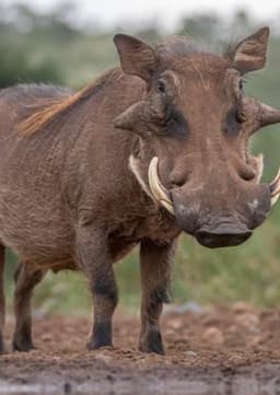 Warthog