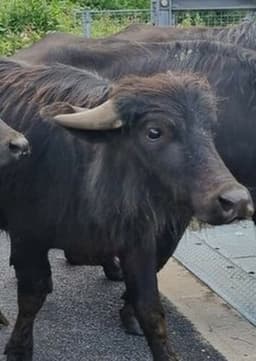 Water Buffalo