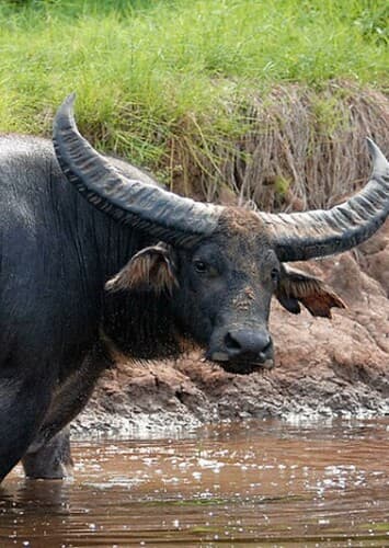 Water Buffalo