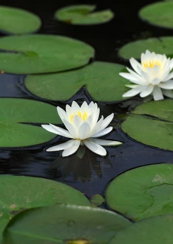 Water Lily