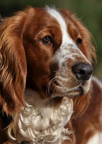 Welsh Springer Spaniel Dog