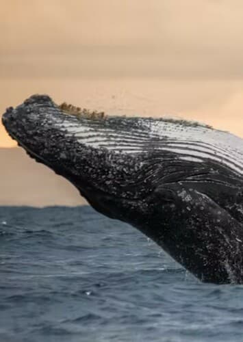 Whale