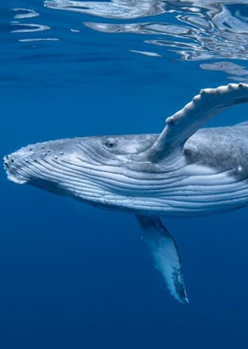 Whale