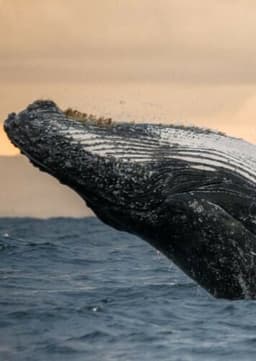 Whale