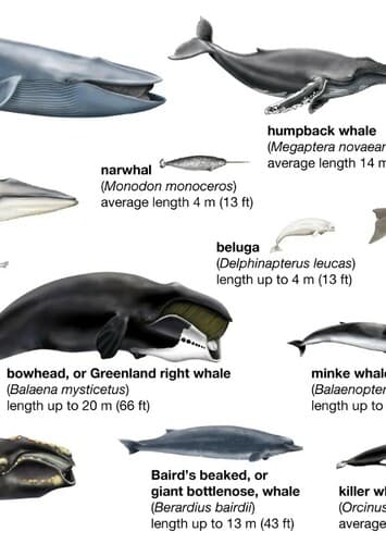 Whales