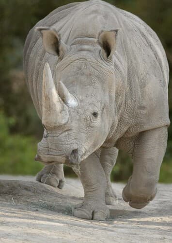 White Rhino