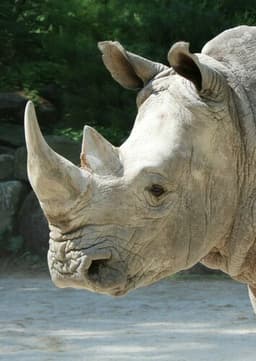 White Rhino