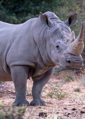 White Rhino