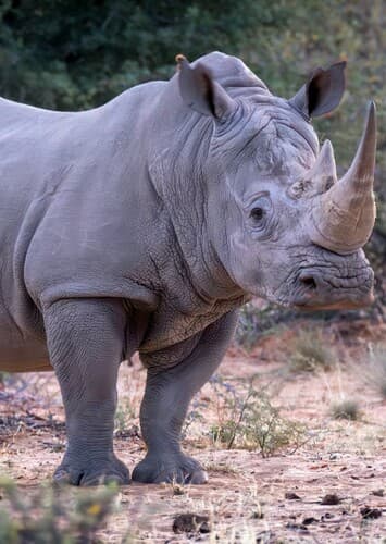 White Rhino