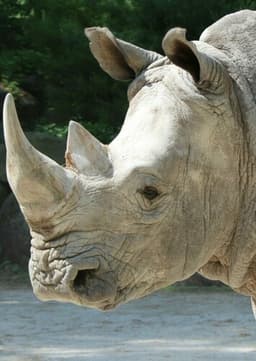 White Rhino