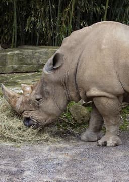 White Rhino