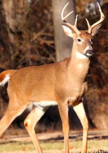 White Tailed Deer