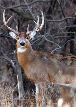 White Tailed Deer