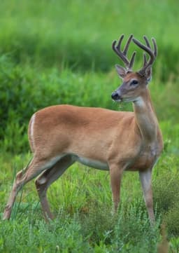 White Tailed Deer