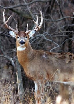 White Tailed Deer