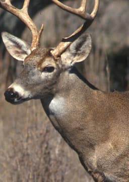 White Tailed Deer