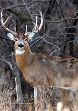 White Tailed Deer