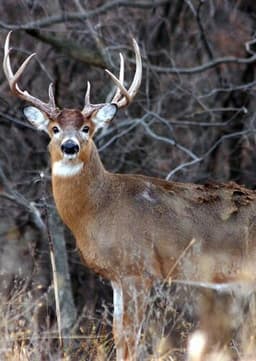 White Tailed Deer