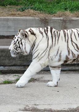 White Tiger