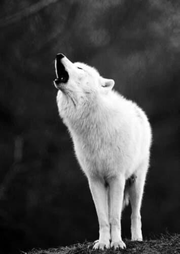 White Timber Wolf