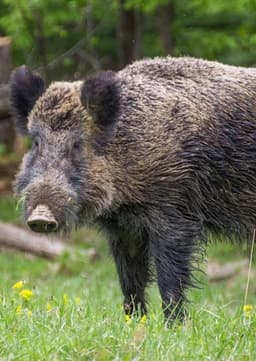 Wild Boar