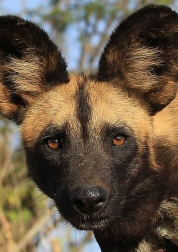 Wild Dog