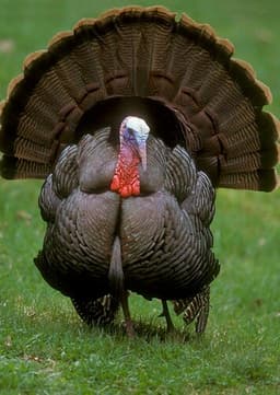 Wild Turkey