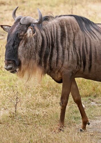 Wildebeest