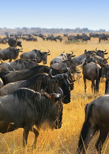 Wildebeest