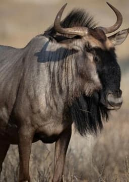 Wildebeest