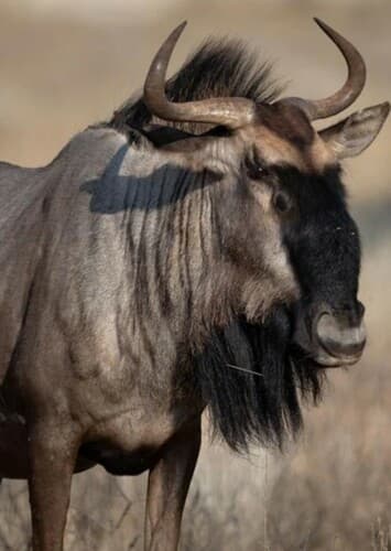 Wildebeest