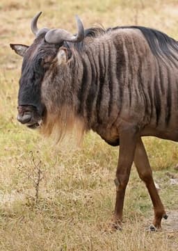 Wildebeest