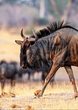 Wildebeests