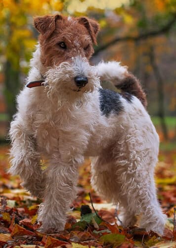 Wire Fox Terrier