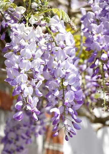 Wisteria