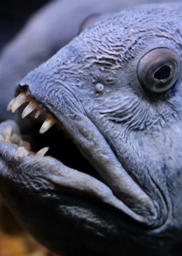 Wolffish #1