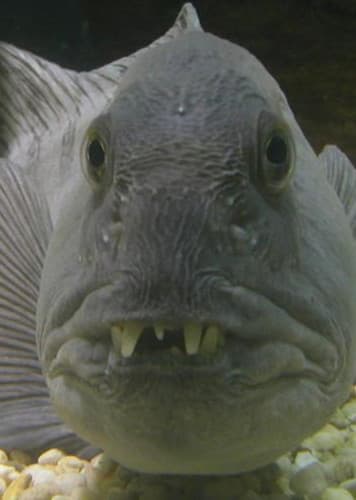 Wolffish