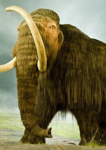 Woolly Mammoth