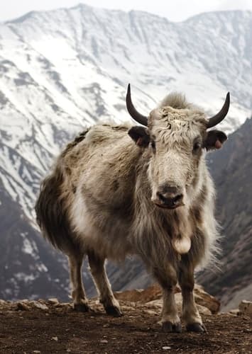 Yak