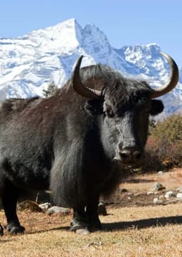 Yak