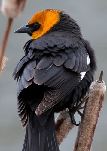 Yellow-Headed Blackbird