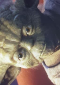 Yoda