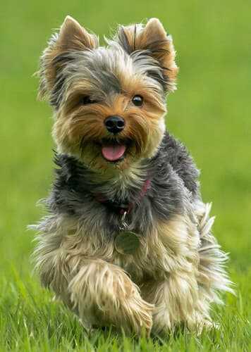 Yorkshire Terrier