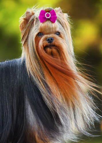 Yorkshire Terrier Dog