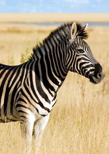 Zebra