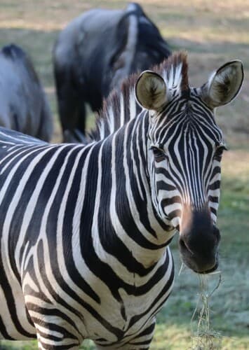 Zebra