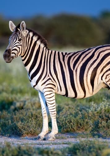 Zebra